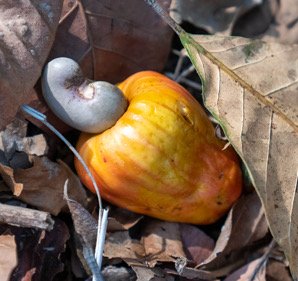 Organic cashew apple